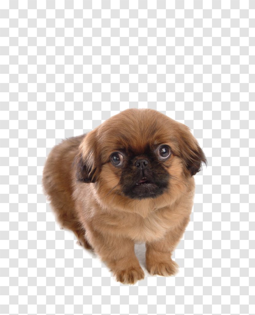 Dog Puppy Cat Pet - Pekingese - Dog,puppy,pet,animal Transparent PNG