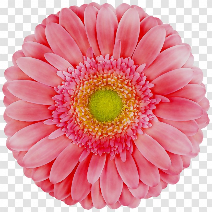 Transvaal Daisy Cut Flowers Chrysanthemum Dahlia - Family - Plant Transparent PNG