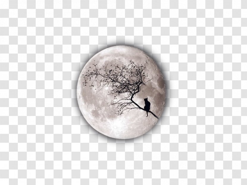 Sphynx Cat Kitten Moon - Tree - Cats On The Transparent PNG