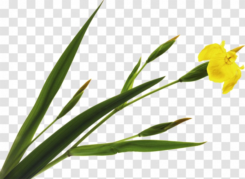 Plant Stem Leaf Flowering - Grass - Iris Transparent PNG