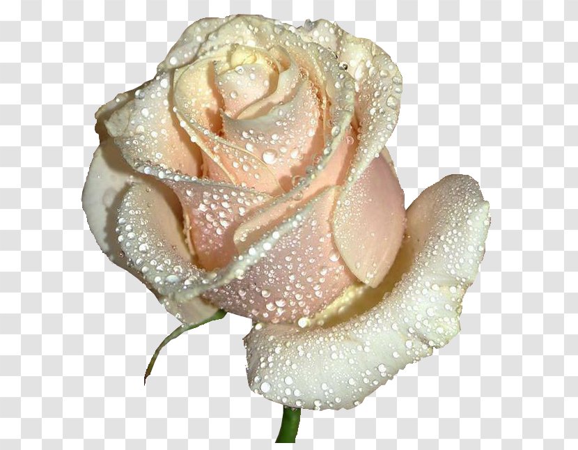 Rose Flower White Pink Evening - Garden Roses Transparent PNG