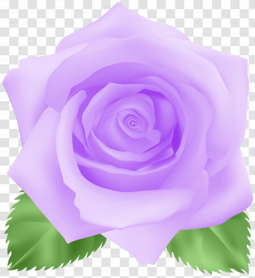 Garden Roses Cabbage Rose Floribunda Blue Clip Art - Flower Transparent PNG