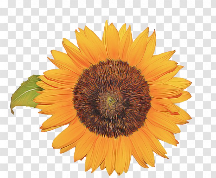 Sunflower - Petal - Asterales Pollen Transparent PNG