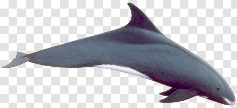 Common Bottlenose Dolphin Tucuxi Rough-toothed Short-beaked White-beaked - Pygmy Killer Whale Transparent PNG