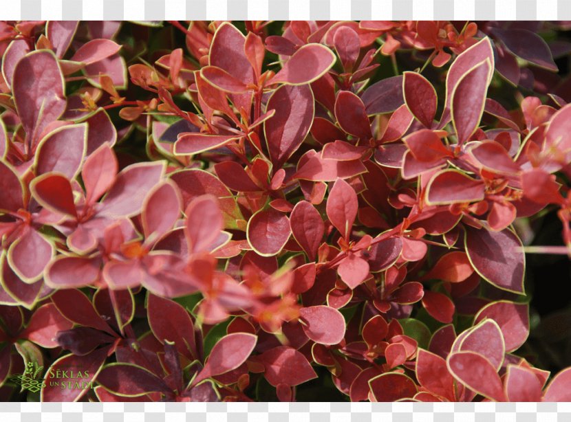 Barberry Groundcover - Leaf - Berberis Transparent PNG