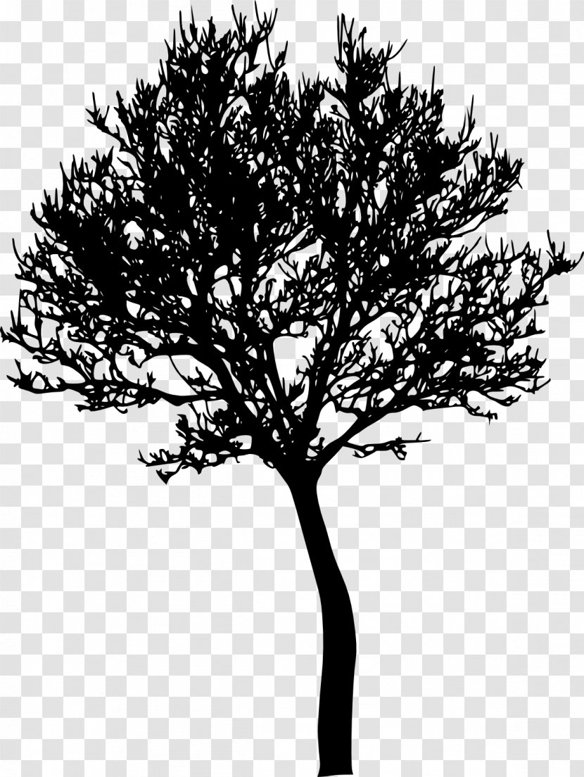 Tree Photography Silhouette - Stock Transparent PNG