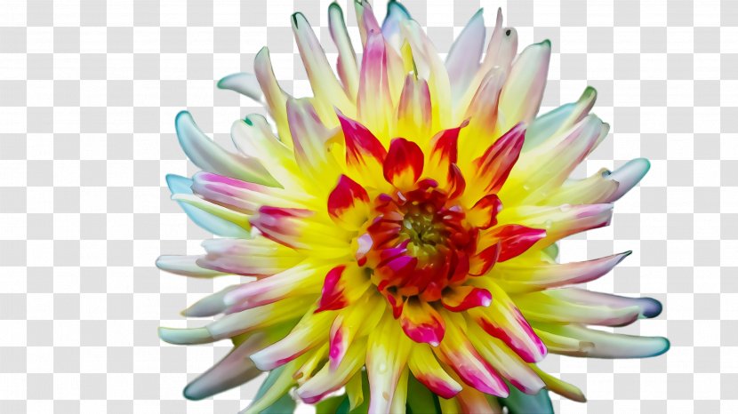 Flower Flowering Plant Petal Yellow - Wildflower Dahlia Transparent PNG