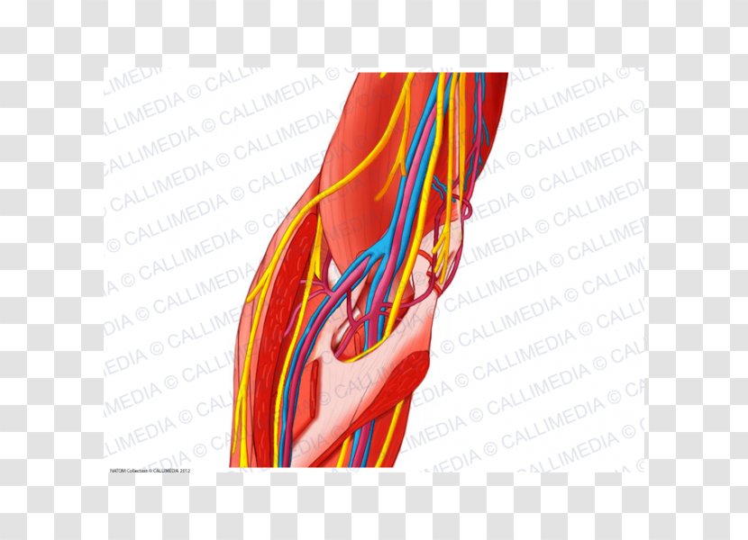 Elbow Forearm Nerve Muscle - Silhouette - Arm Transparent PNG