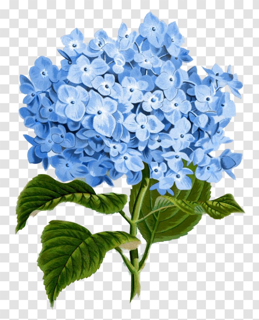 Hydrangea Paper Flower Botanical Illustration Clip Art - Color Transparent PNG