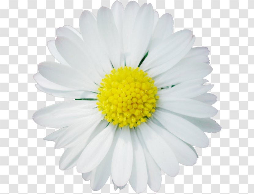 Chamomile Daisy Family Oxeye Clip Art - German Transparent PNG