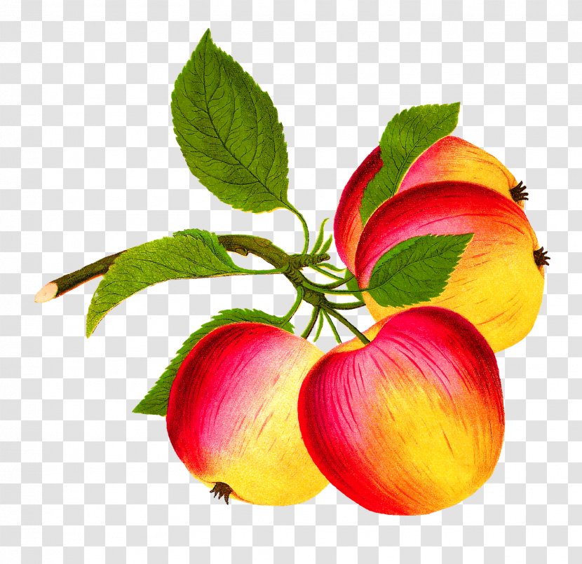 Apple Food Fruit Clip Art - Pineapple Transparent PNG