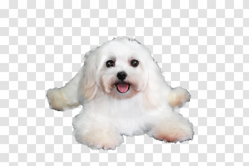 Maltese Dog Havanese Coton De Tulear Bolognese Bichon Frise - Breed - Lying On The Floor Puppy Transparent PNG