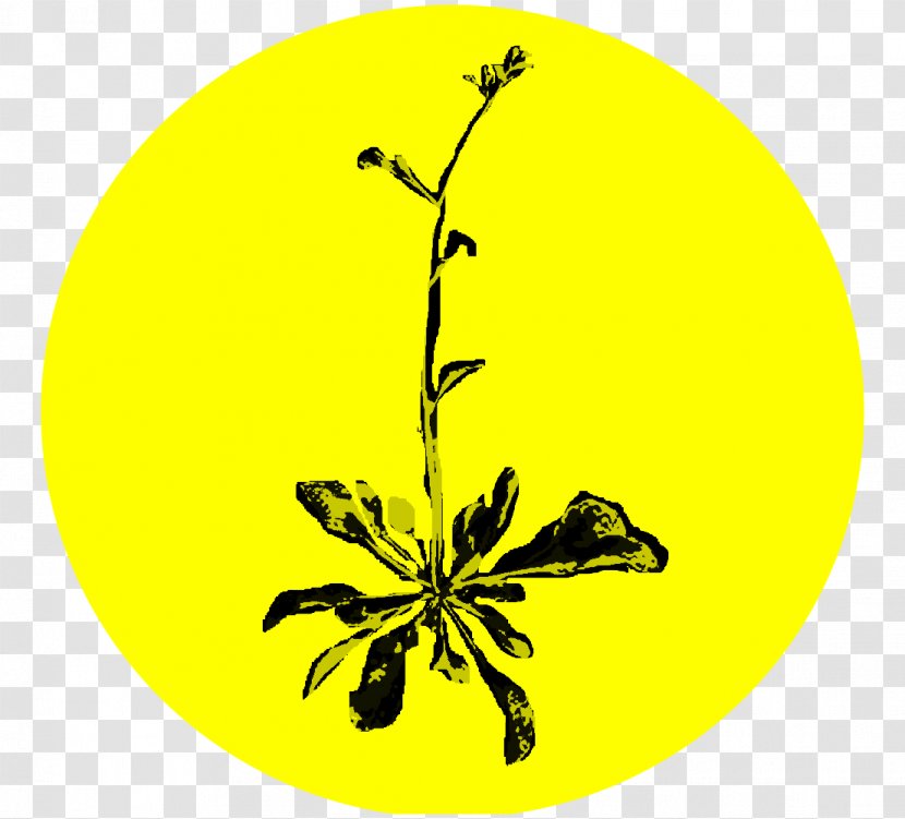 Spokane Noxious Weed Pollinator Flower - Flora - Agricultural Land Transparent PNG