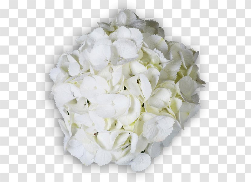 Hydrangea Cut Flowers Floral Design Flower Bouquet - Floristry Transparent PNG