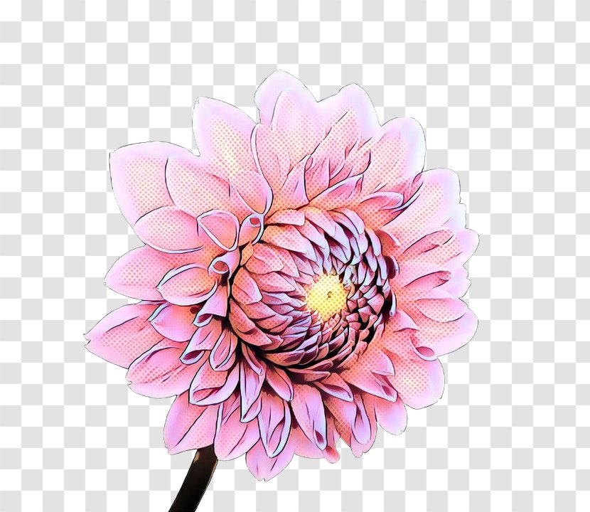 Flowers Background - Daisy Family - Artificial Flower Blossom Transparent PNG