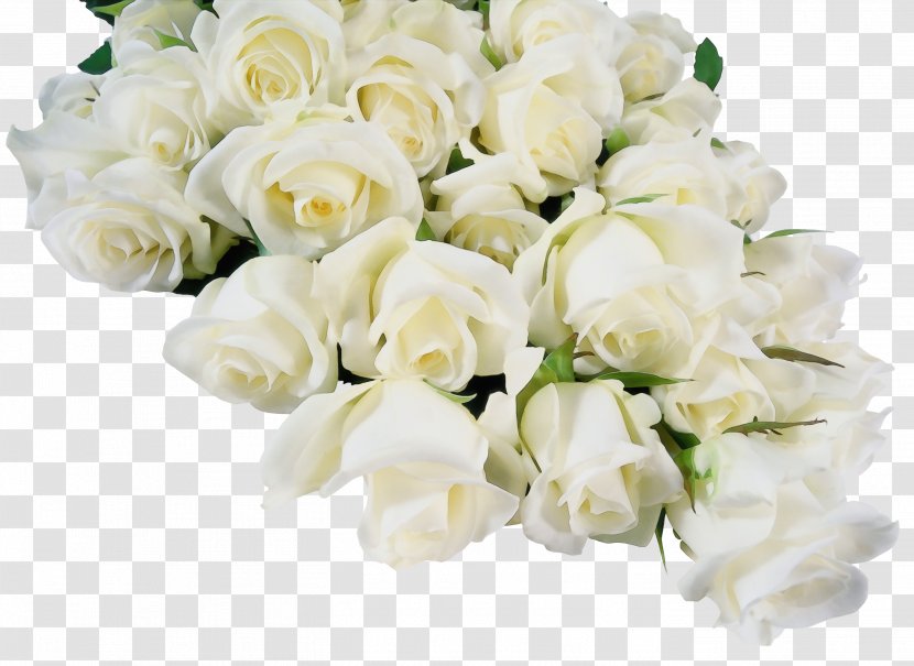 Garden Roses - Rose Family - Petal Transparent PNG