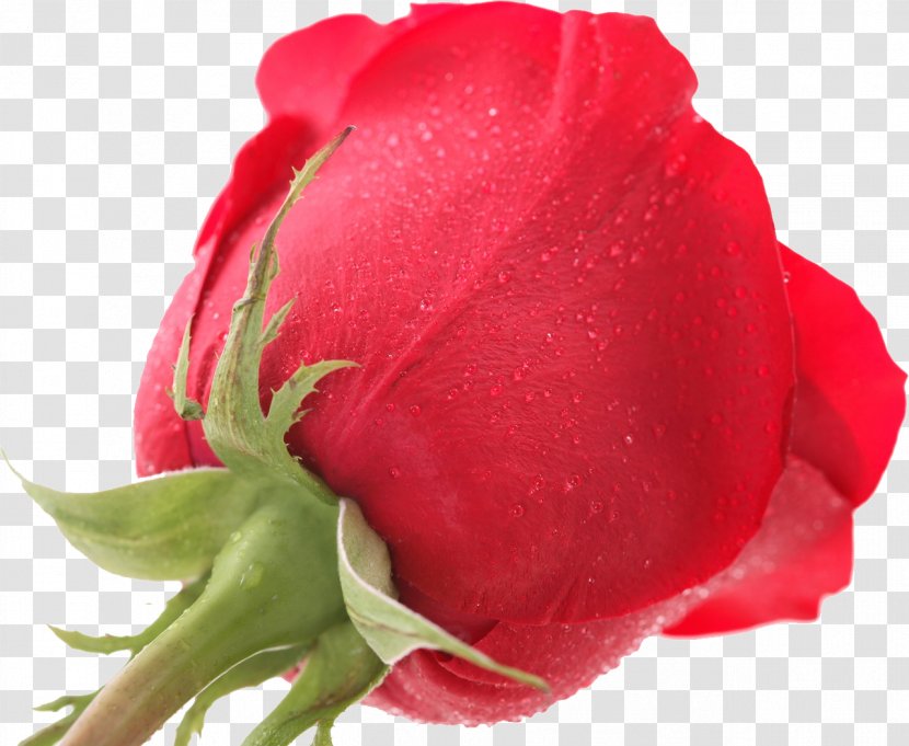 Centifolia Roses Garden Floribunda Rosaceae Cut Flowers - Petal - Pink Rose Transparent PNG