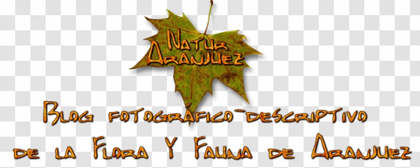 Logo Tree Brand Font - Hemerocallis Fulva Transparent PNG