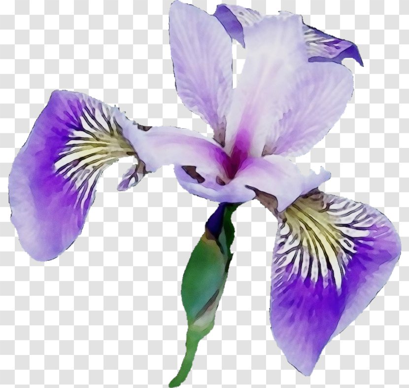 Flower Flowering Plant Petal Algerian Iris Versicolor - Family Transparent PNG