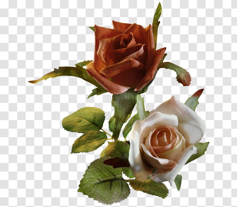 Garden Roses Centifolia Clip Art - Photography - Flower Transparent PNG