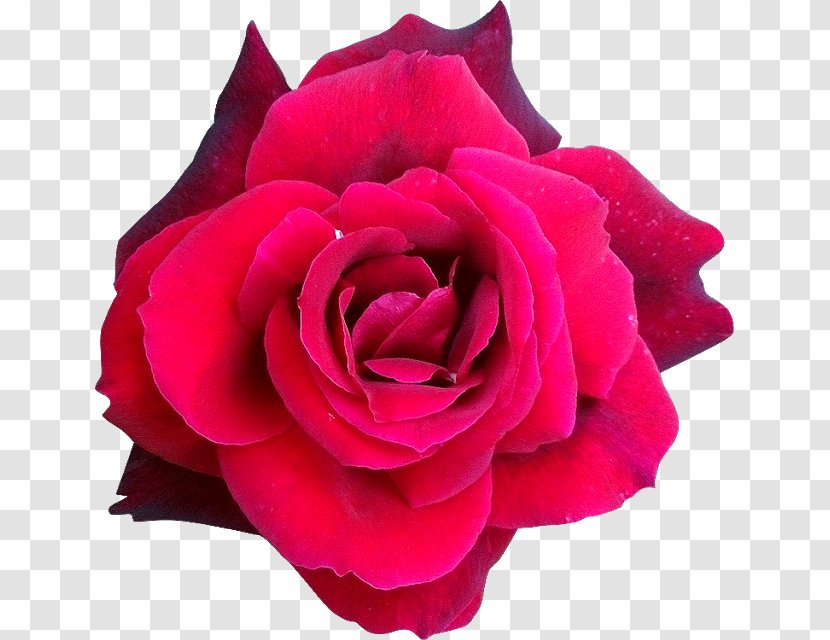 Cabbage Rose Garden Roses Hybrid Tea Floribunda Helleborus Niger - Annual Plant - Fleur Transparent PNG