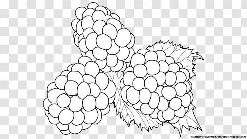 BlackBerry Line Art Coloring Book Clip - Blackberry Transparent PNG