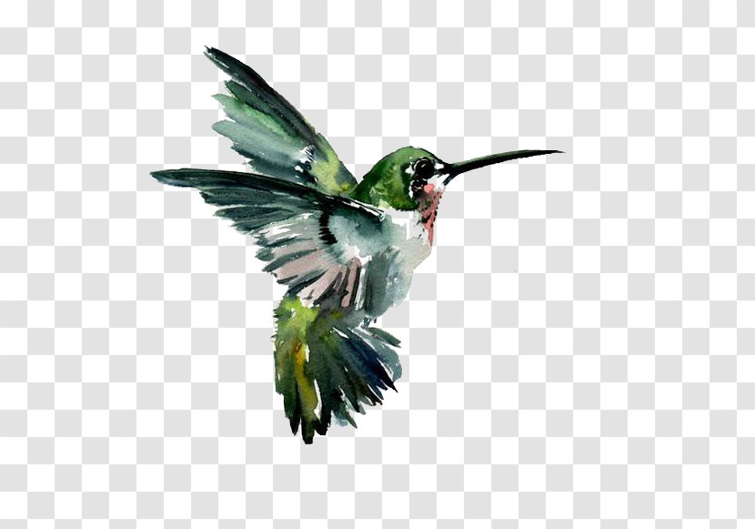 Hummingbird Watercolor Painting Drawing - Ruby Throated Transparent PNG