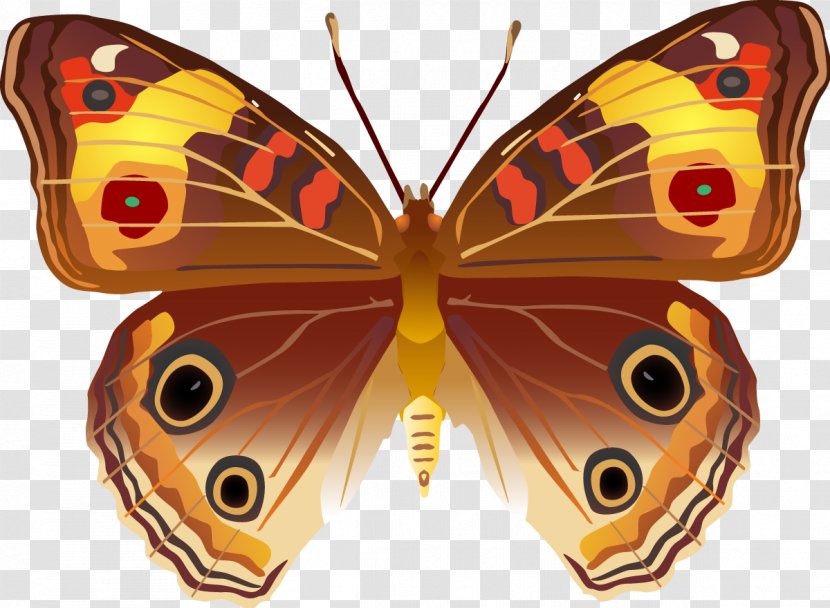 Butterfly Insect Invertebrate Bird Moth - Fauna Transparent PNG