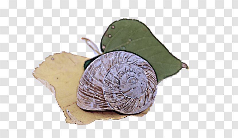 Snail Cabbage Snails And Slugs Sea Leaf - Thread Plant Transparent PNG
