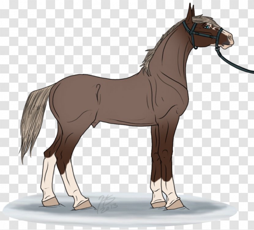Mule Foal Stallion Pony Mare - Pack Animal - Mustang Transparent PNG