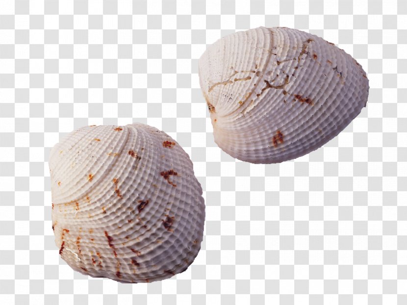 Seashell Conch Wallpaper - Cockle - Shell Transparent PNG