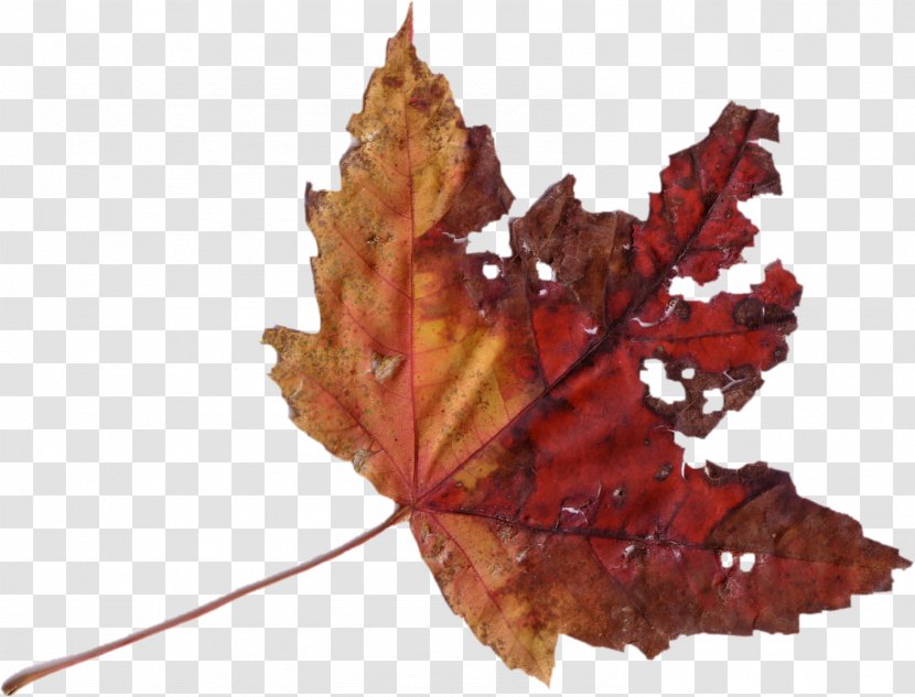 Maple Leaf Image Scanner Photography - Autumn Leaves Transparent PNG