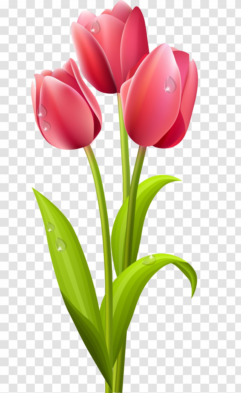 Tulip Flower Clip Art - Plant Stem - Long Transparent PNG
