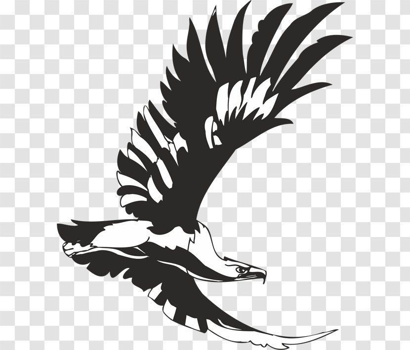 Bird Stencil Eagle Aquila Accipitrinae - Drawing Transparent PNG