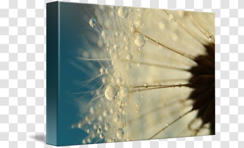 Macro Photography Drop Dew - Water - Dandelion Frame Transparent PNG