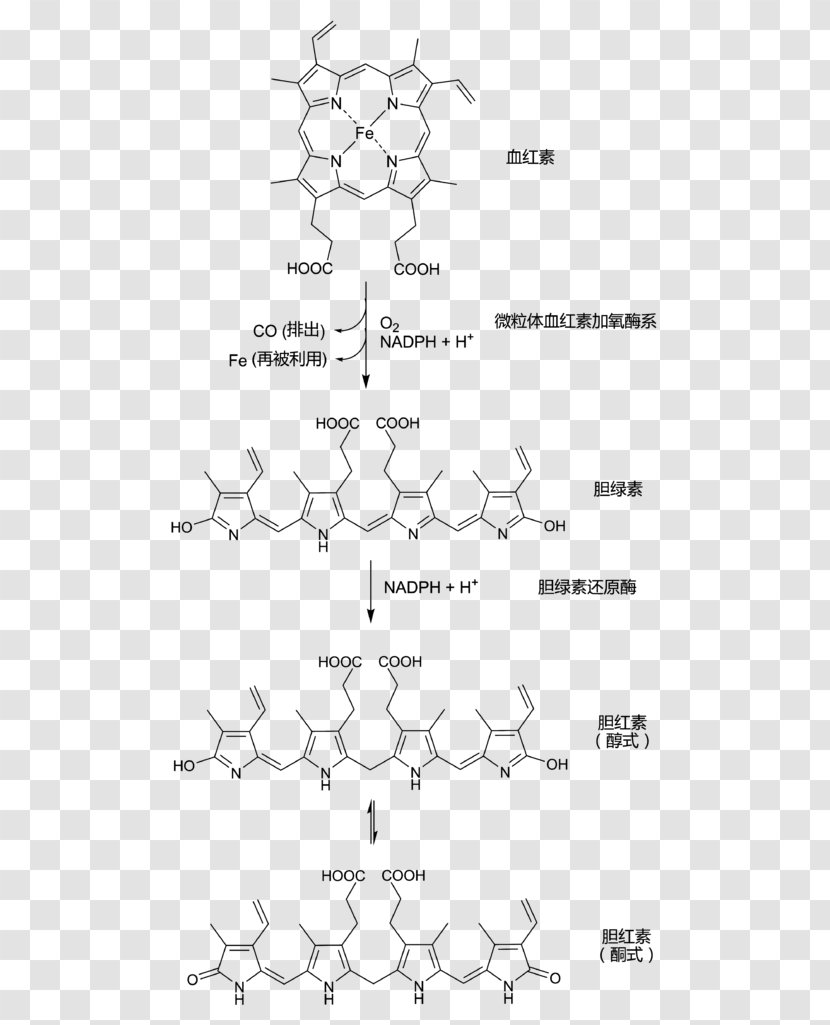 Bilirubin Hemoglobin Biliverdin Porphyrin Bile - Monochrome - Rubin Transparent PNG