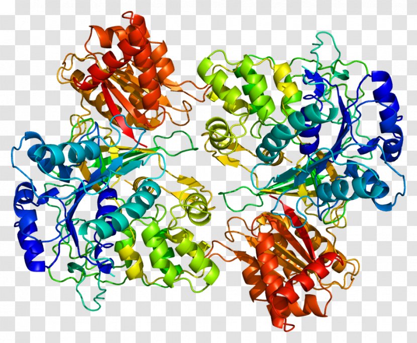 Cytochrome P450 Reductase Nicotinamide Adenine Dinucleotide Phosphate Enzyme - Hemeprotein Transparent PNG