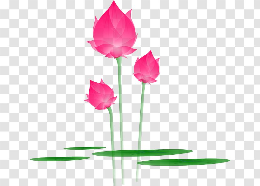 Nelumbo Nucifera Clip Art - Pink - Lotus Transparent PNG