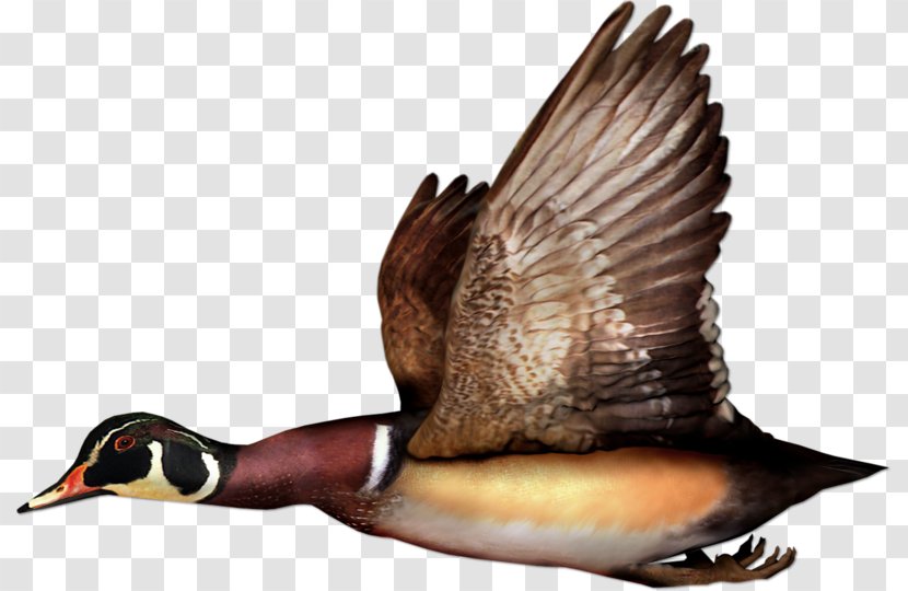 Mallard Duck Bird Goose Flight Transparent PNG