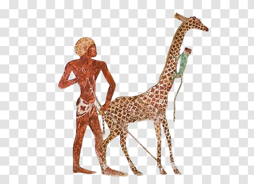 Giraffe Ancient Egypt Nekhen Zoo Egyptian Transparent PNG