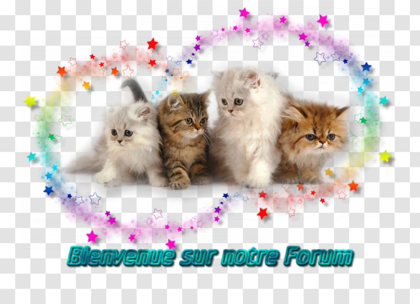 Persian Cat Kitten Siamese Thai Play And Toys - Black Transparent PNG
