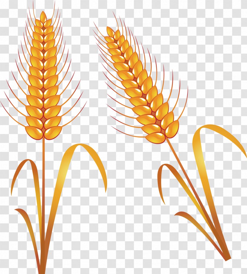 Rice - Food - Golden Scar Elements Transparent PNG