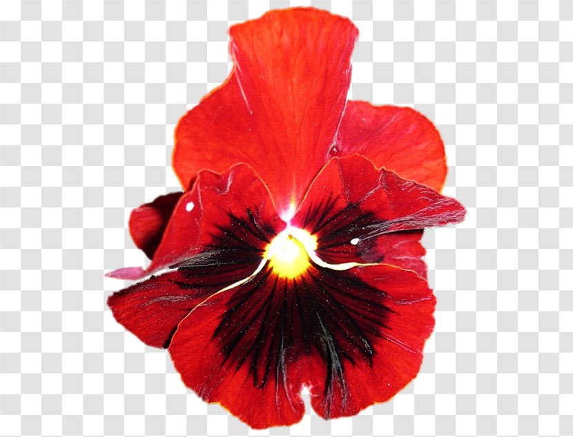 Hibiscus Pansy Petal P!nk - Plant Transparent PNG