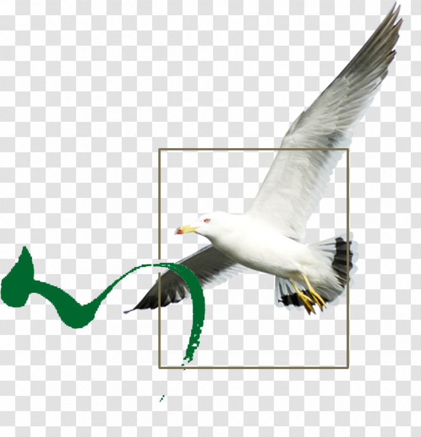 Bird Download Icon Transparent PNG