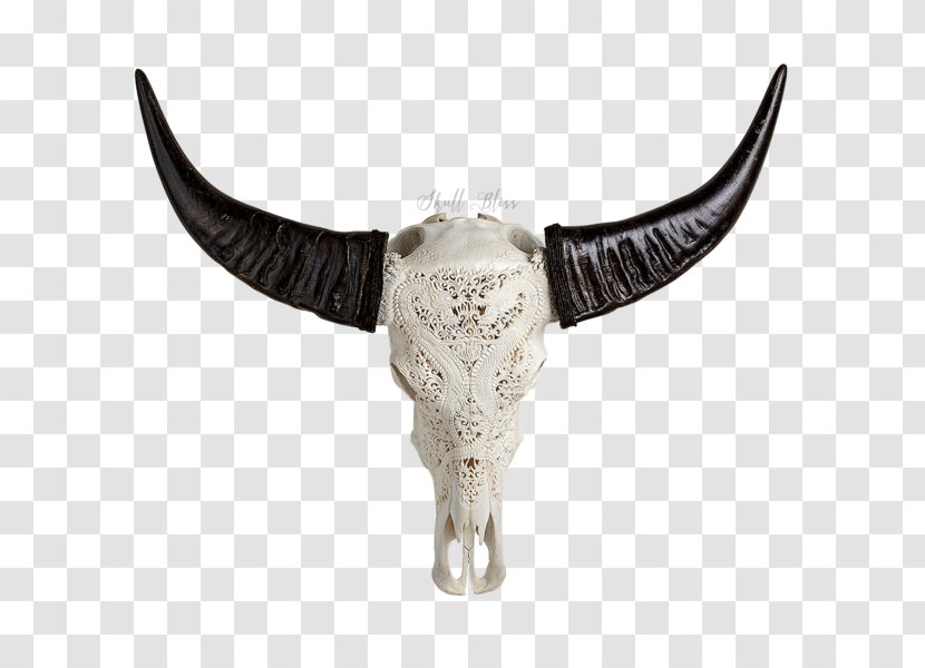 Animal Skulls Horn Bone Head - Buffalo Skull Transparent PNG