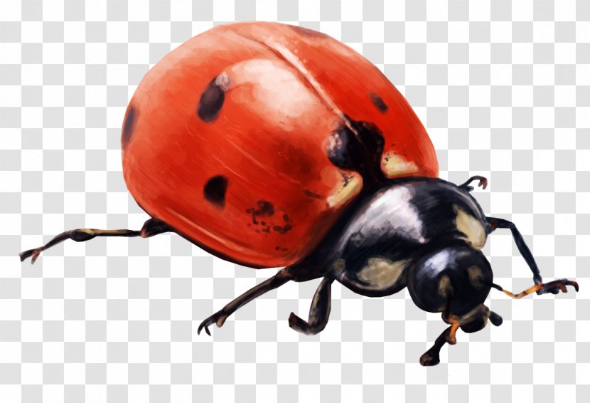 Ladybird Beetle Insect File Size Clip Art - Joaninha Transparent PNG
