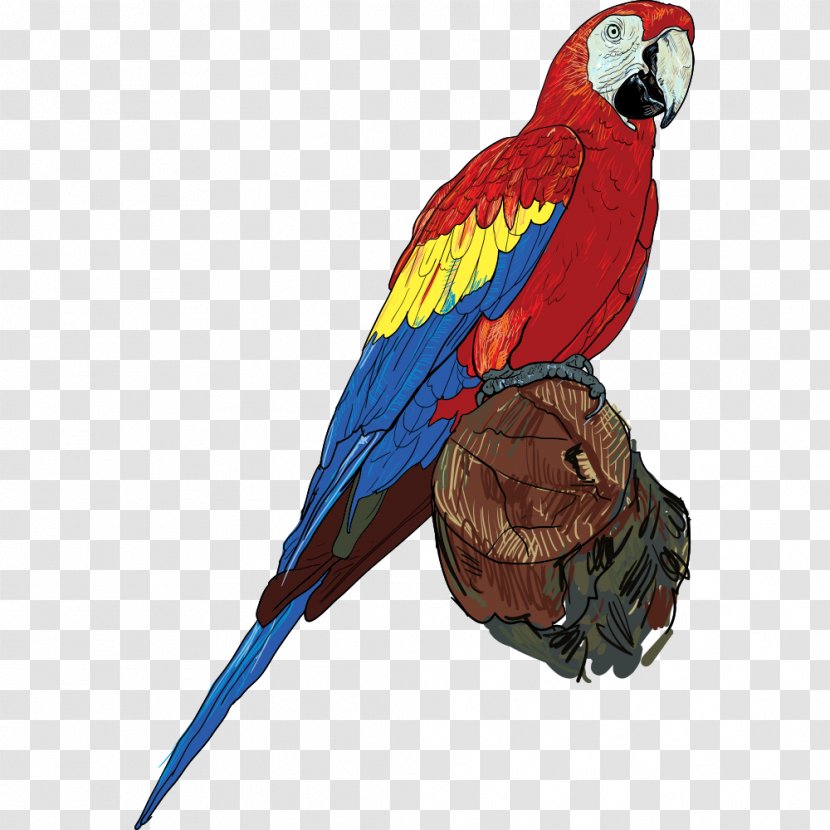 Parrot On Tree Branch - Cartoon - Blood Cichlid Transparent PNG