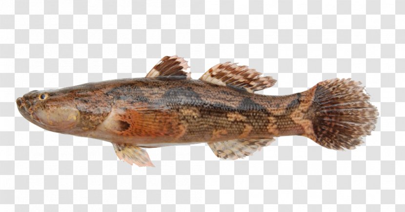 Tilapia Marble Goby Snakehead Murrel Fish Transparent PNG