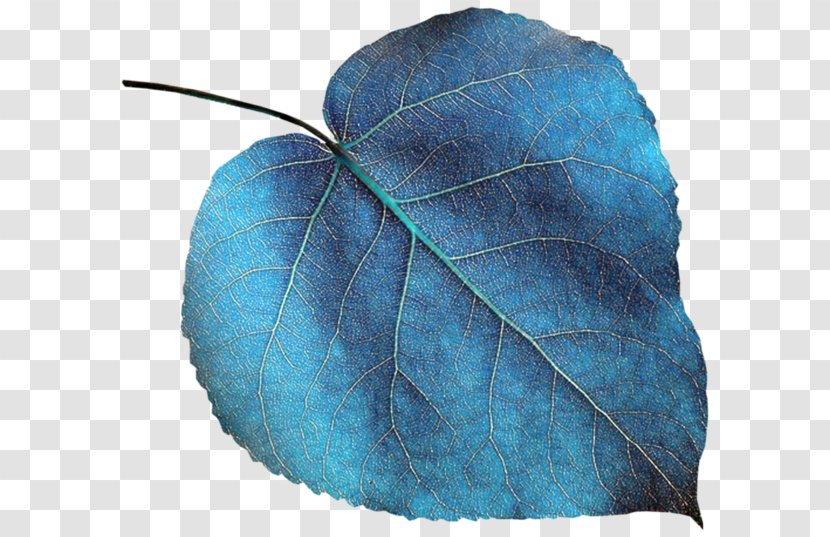 Leaf Green Color Turquoise Blue - Spring Transparent PNG