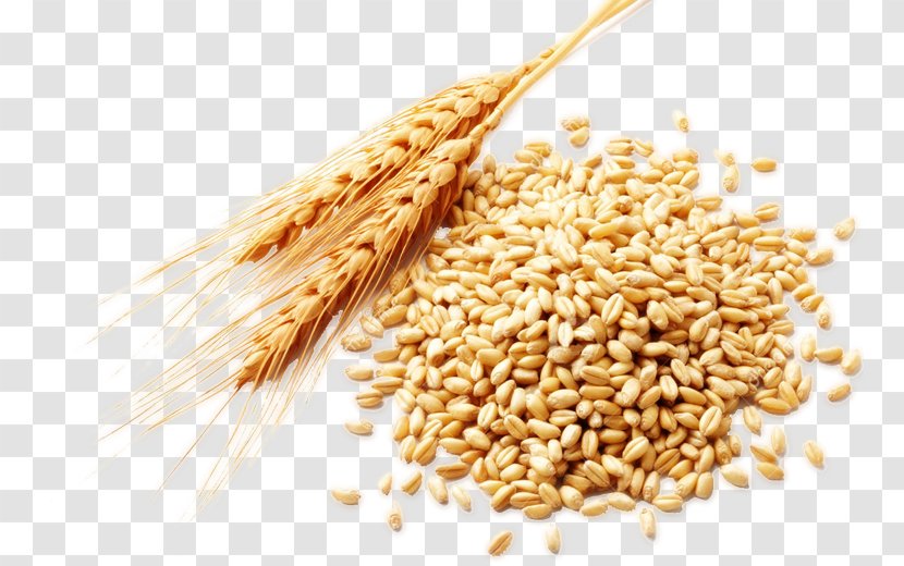 Wheat Berry Food Bran - Grain Transparent PNG